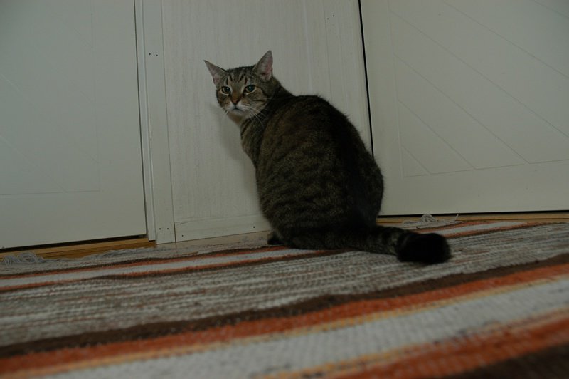 DSC 7796