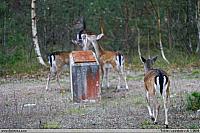 2006.10.18 Deers