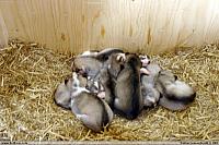 D-litter