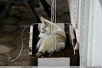 2007.06.24 Canis