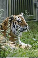 _MG_9520.JPG